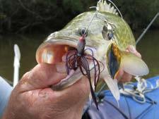 SPINNERBAIT LURES While many different lures can be used for targeting this particular species, pursuing them in the very heavily laden timber