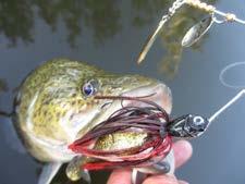 Using TT Lures wide range of spinnerbaits minimises any concern of lures being snagged or fouled.