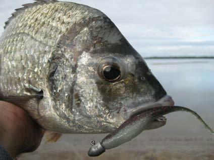 Over the years bream fishing has become arguably the most popular type of fishing for lure enthusiasts.
