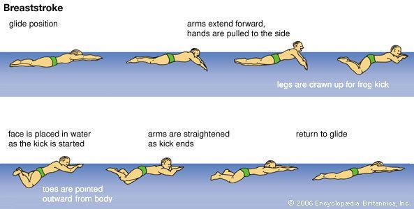 BREASTSTROKE START & STROKE 1. Use the momentum from your dive to glide in a streamlined position. 2.