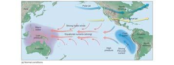 Niño Year In an El Niño o year, when the Southern Oscillation develops, the trade winds diminish and