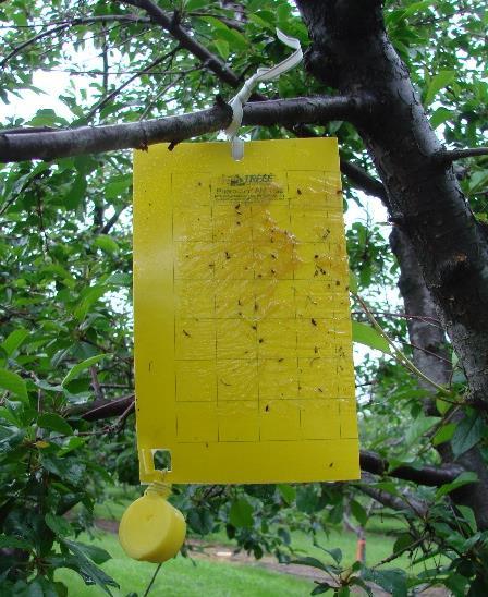 Comparison of Two Yellow Sticky Traps for Capture of Western Cherry Fruit Fly (Rhagoletis indifferens) in Tart Cherry in Northern Utah 215 Diane Alston, Entomologist Utah State University Objective: