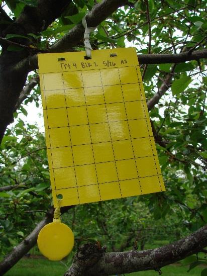 The standard yellow sticky trap for monitoring cherry fruit fly is the AM Baited Trap (Trece Inc., Adair, OK).