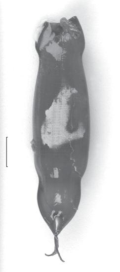 326 Bor, van Oijen & Magenta. Egg capsule of coral cat shark. Zool. Med. Leiden 77 (2003) Fig. 2. Egg capsule of A. marmoratus (Bennett, 1830), RMNH 34857. Scale equals 10 mm.