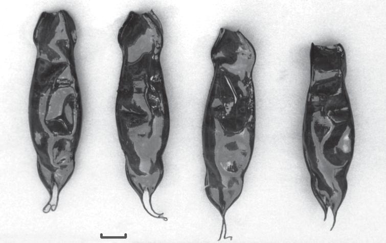 Bor, van Oijen & Magenta. Egg capsule of coral cat shark. Zool. Med. Leiden 77 (2003) 327 Fig. 3. Egg capsules of A. marmoratus (Bennett, 1830), RMNH 34856 & private coll. P.H.F. Bor.