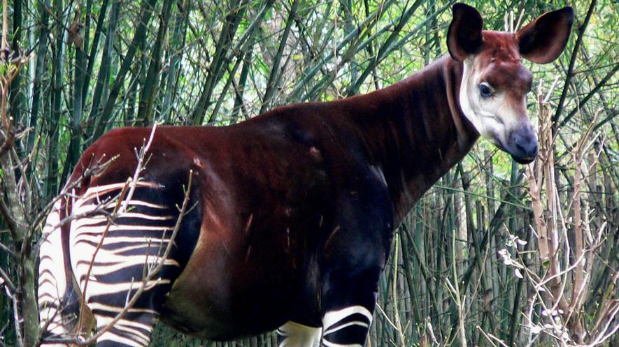 Endangered Species: The okapi By Gale, Cengage, adapted by Newsela staff on 01.28.18 Word Count 626 Level MAX Image 1: Okapi are unique.