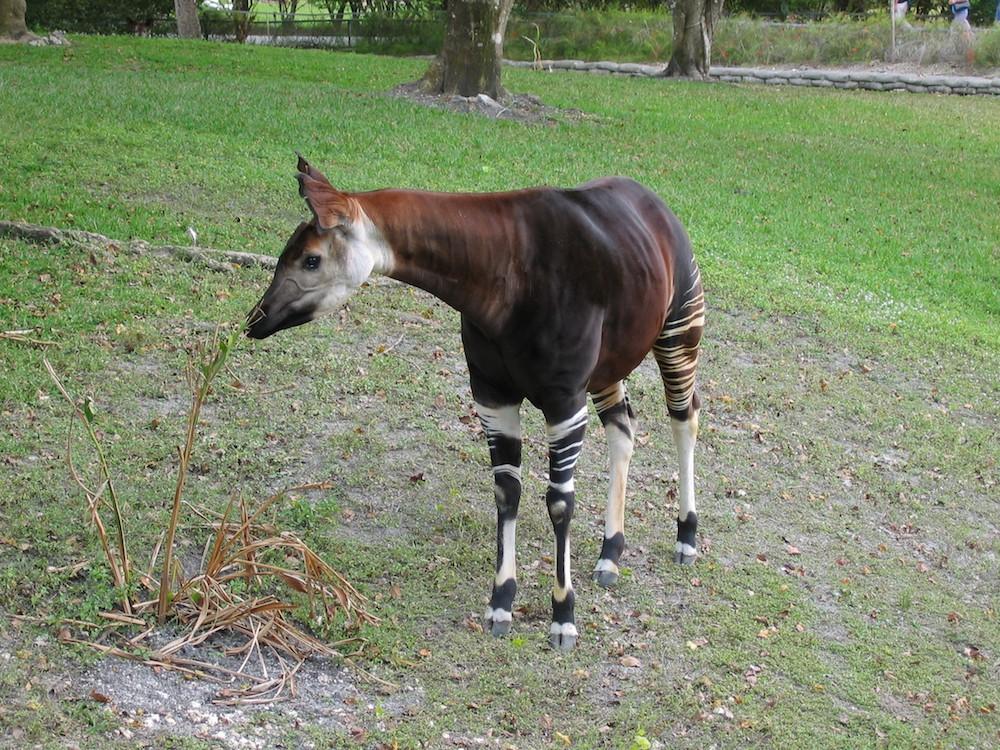 country is still unstable as well as desperately poor. Armed soldiers have settled in protected rainforests where okapis live.