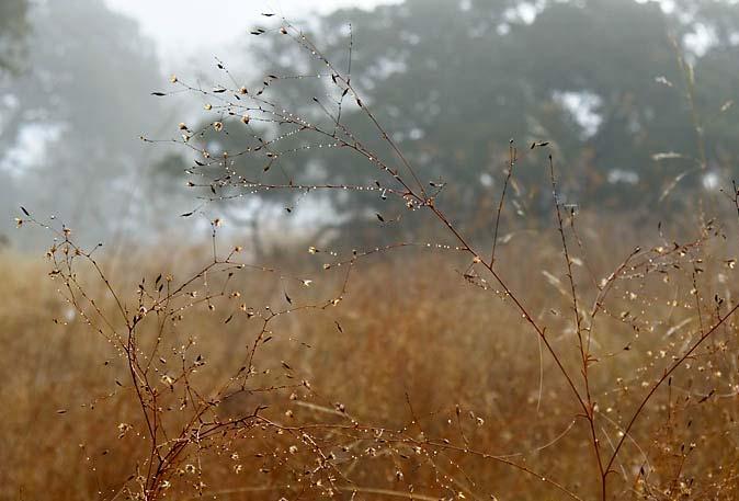Dullings morning dew is wiped away by animal, plant dull
