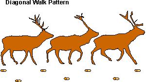 Diagonal Walkers Deer, Canids and Felines Stalk Slow Walk Pace when bored, annoyed, aggravated Walk Rarely hold a bound except in soft or rocky terrain - prefer to gallop;