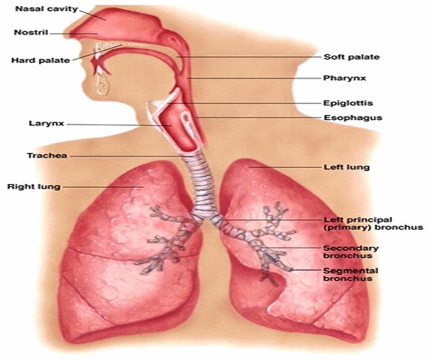 Respiratory system &