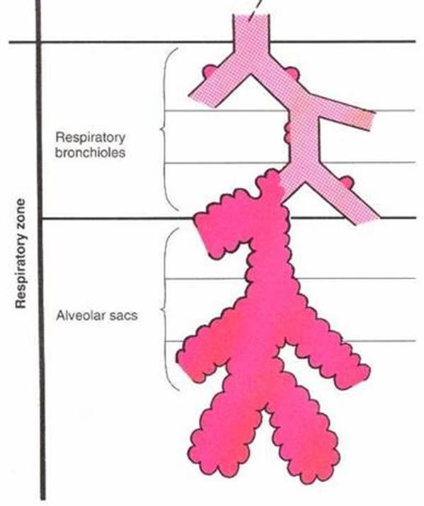 Components:(Trachea, Bronchial tree, Bronchioles) Respiratory zone
