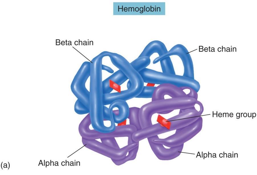 16.6 HEMOGLOBIN AND O 2 TRANSPORT Total O 2 content of blood depends on P O2 and Hb