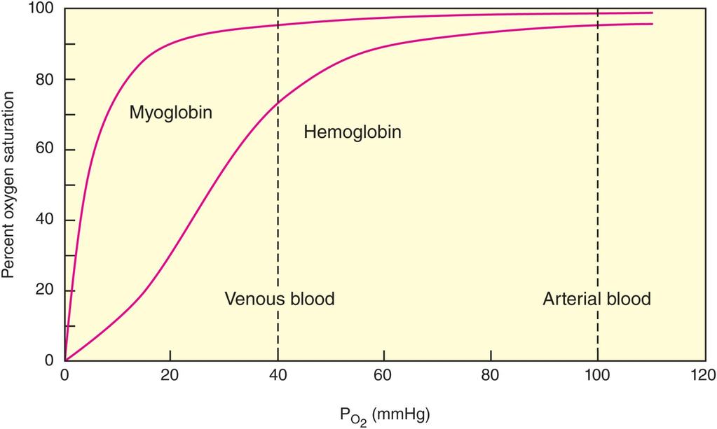 Myoglobin and Hemoglobin