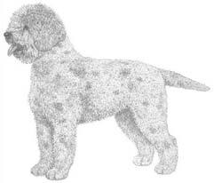 Italian Water Dog Standard Poodle Lago o Romagnolo General Squarely built, small to Appearance medium sized dog of rus c appearance; sturdy and robust with dense, curly coat of woolly texture.