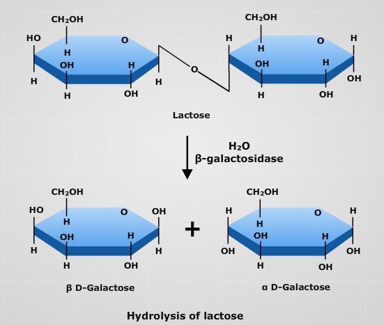 By-Products Technology www.agrimoon.com Page 171 37.1 Introduction Lesson 37 LACTOSE HYDROLYSIS Lactose is a reducing sugar and disaccharide composed of a molecule each of glucose and galactose.