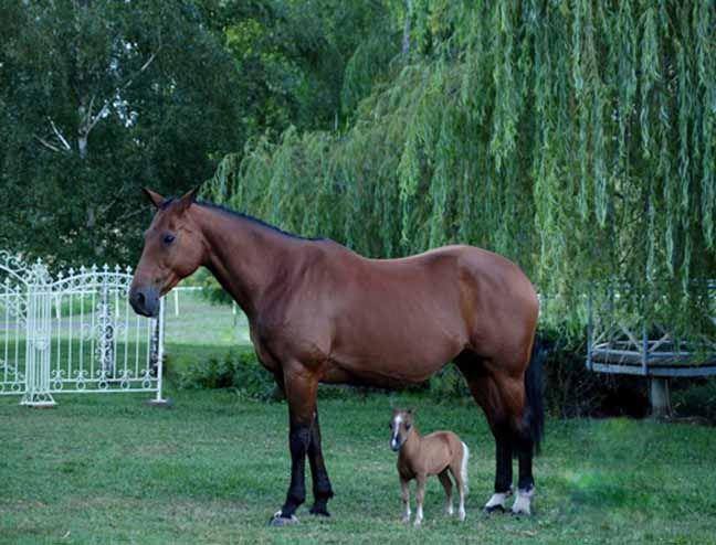 Miniature Horses Miniature horses are bred all over the world They are particularly popular in