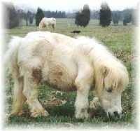 Miniature Horses The oldest living miniature horse on record Angel who lived to be over 50.