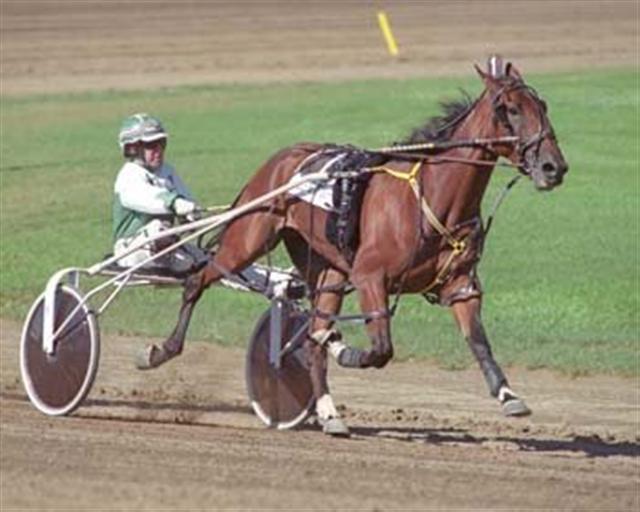 STANDARDBRED (WITH CART) Originated in the United States.
