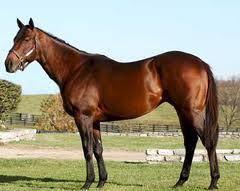 THOROUGHBRED Originated in England Tall,