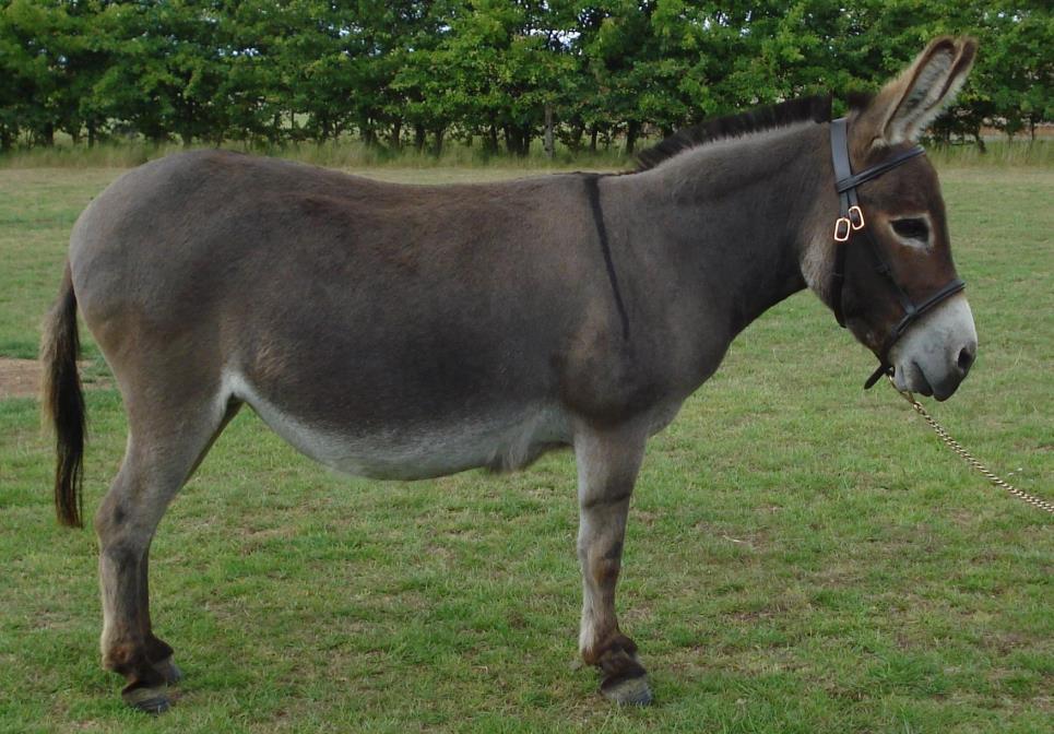 DONKEY Uses: Used for work for more