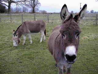 Donkeys vary in size but are generally