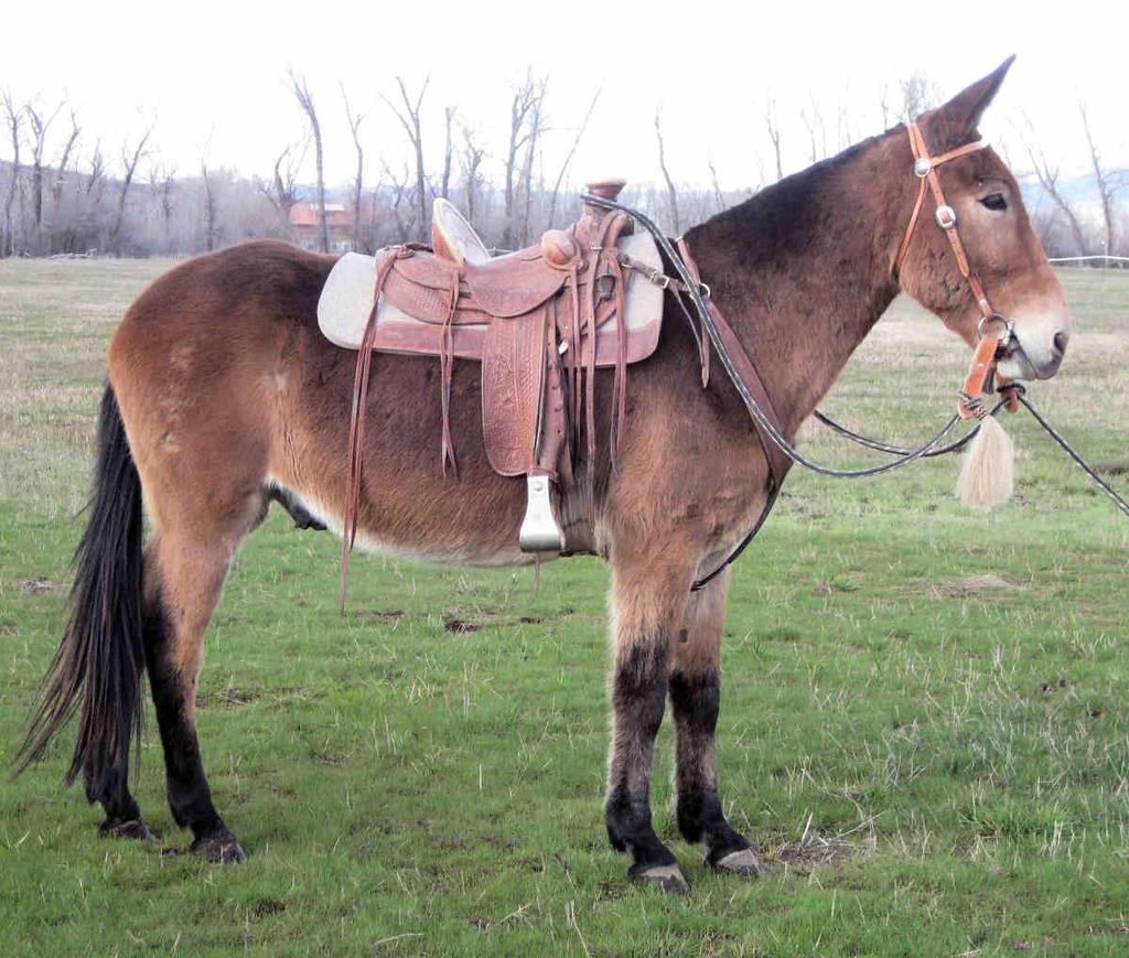 MULE A mule is the offspring of a male donkey and a female horse Donkeys and Horses are