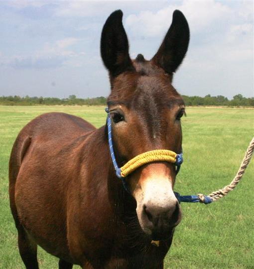 A mule is easier to obtain than a hinny (the offspring of a male horse and a female