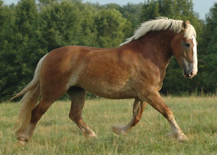 BELGIAN Uses: Draft Horse Small head, thick and