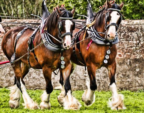 CLYDESDALE Originated in