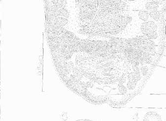 JANUARY, 1961] HELMINTHOLOGICAL SOCIETY 41 x1 Uterine coils extend anterior to cirrus sac, scolex globular with a terminal sucker Djombangia Bovien, 1926 y1 Uterine coils never