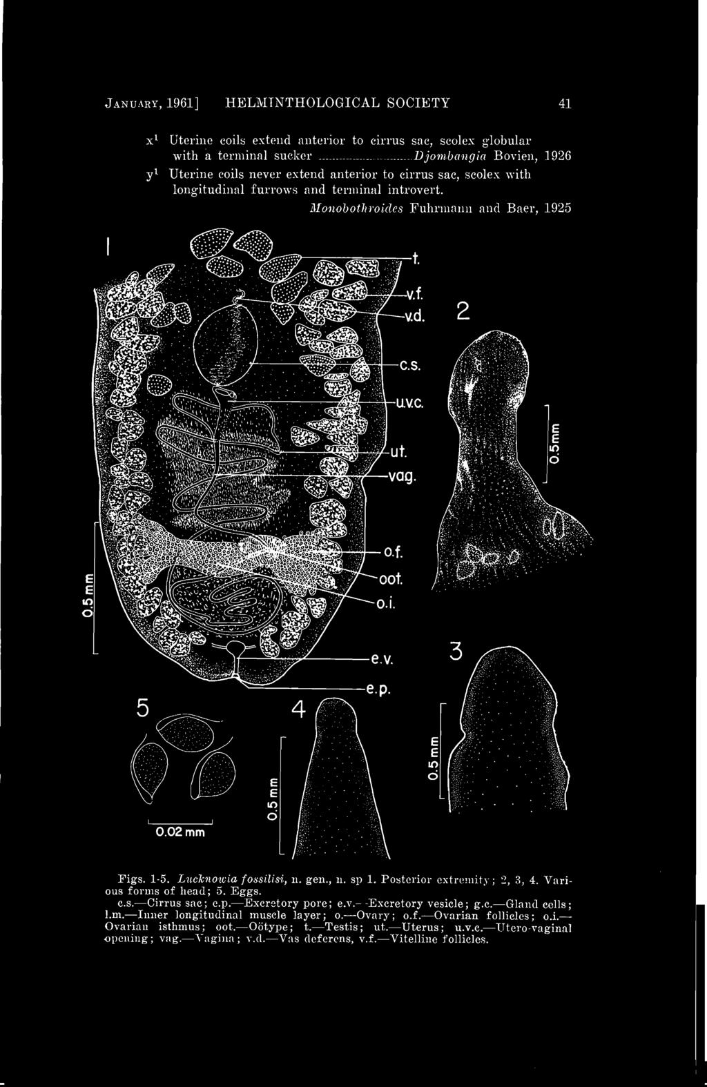 Posterior extremity; 2, 3, 4. Various forms of head; 5. Eggs. c.s. Cirrus sac; e.p. Excretory pore; e.v. Excretory vesicle; g.c. Gland cells; l.m. Inner longitudinal muscle layer; o.