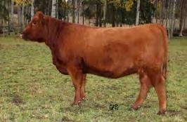 325 GF Crush Maid 100B x Mohnen South Dakota 402 1 Package of 3 Embryos 1782487 GFA 100B April 1, 2014 1727672 IMP 402Z January 5, 2012 t o Brad and his team at Gilchrist Farms are very proud to have