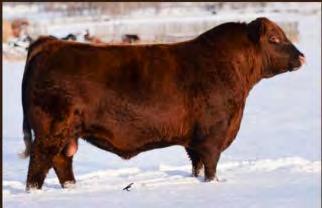 His dam s cow family, Jilt, is the best at Mohnen, tracing back to the legendary Bon View Farms.