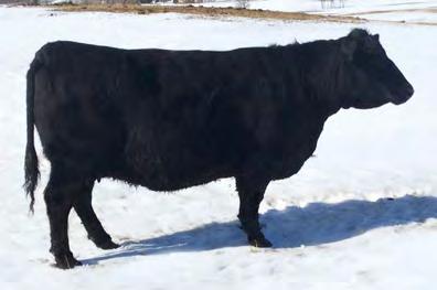 Doug has never sold females and doesn t show much, but in 2010, he had a Heifer Calf Champion with REID 13X, who now has four daughters in the Reid herd, and sired by his own 11U bull, a stud of huge