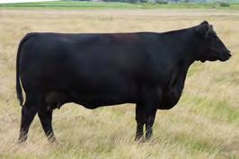 Several of his best sons sold in the Bar-E-L bull sale again this spring to the popular appraisal of Longshore s customers.