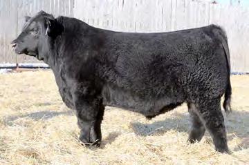1 WW 52 YW 88 MM 21 TM 47 DUFF ENCORE 702 sire to donor dam And so, Hamilton Farms is back and even more benevolent, if that s possible, with two embryo donations and three semen sires!