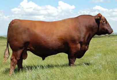 This embryo combination was the high seller of Six Mile s 2017 Genetic Focus sale last December with Blairs.Ag.