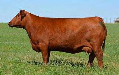 337 A & B WCR MISS CORA DE 867Z x RED SIX MILE SIGNATURE 295B 2 Packages of 2 Embryos RAAA #: 1598073 867Z October 20, 2012 1809453 SIXM 295B March 12, 2014 PLUS... The Blairs.