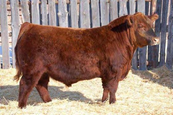 3 WW 60 YW 83 MM 19 TM 49 Clint and the Morasch family of Lazy MC Angus at Bassano, AB are known for their outstanding genetics focused on commercial cattle producers, their hard work and their