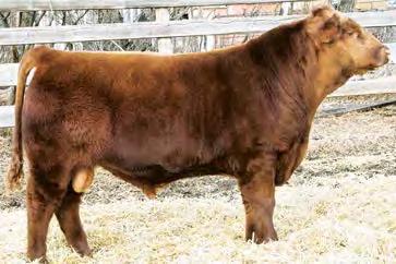 3 WW 50 YW 80 MM 25 TM 50 Past BtL donors Ter-Ron Farms and U-2 Ranch welcome Allison Farms in as a new donor in 2018 with a very exciting Reckoning son.