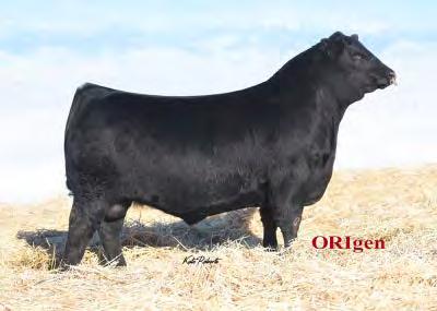 along with partners Still Meadows and 8 C s Cattle Co. as new donors. When he sold in Justamere s 21st Annual bull sale, Jon suggested that, This bull is worth a good look.
