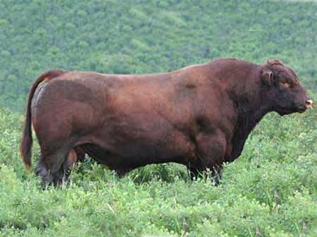 8 WW 72 YW 117 MM 18 TM 53 Retiring Canadian Angus Board member Lorraine Sanford has dug deep into her tank and offers some very rare semen that is seldom available for public auction.