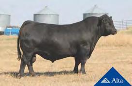 Please join me in offering our enormous thanks to Terry and the Alta Genetics team, one of