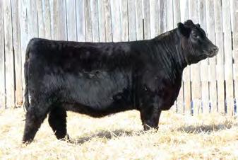 Crescent Creek Your pick of Crescent Creek Angus entire 2018-born heifer calves From one of Canada s Heritage Angus herds, you get your choice of their entire 2018 heifer calf crop!