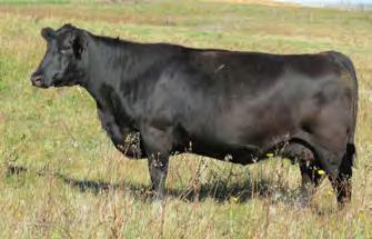 The offering is the culmination of 65 years of breeding purebred Angus cattle. The traits this maternal breed is known for have led to our breeding philosophy.