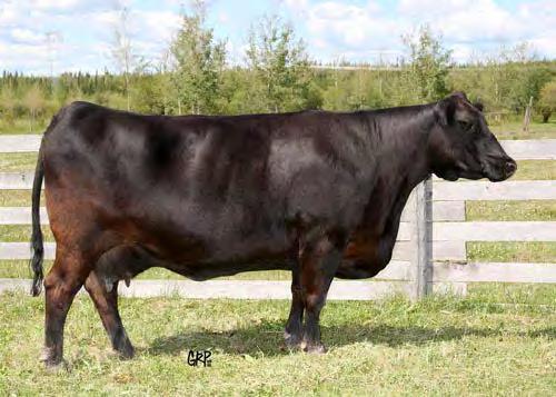 Harvest Your pick of Harvest Angus entire 2018-born calf crop, OR a Pick-of-the-Herd flush Harvest Angus of Prince George, BC is a