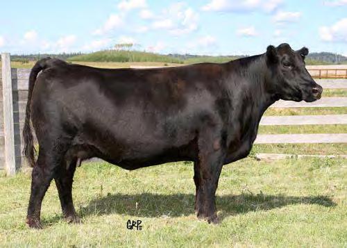 Or how about the cow that Tom describes as the Queen of Harvest Angus, HF Blackbird 145P, the 2006 Agribition Supreme Champion?