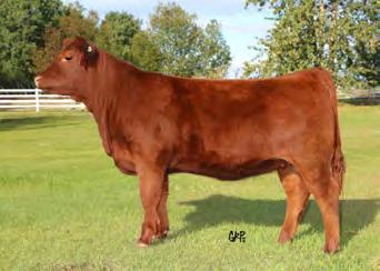 Red Moon Your pick of Red Moon s entire 2018-born heifer calves The Moon family Jim and Shirley and Tom