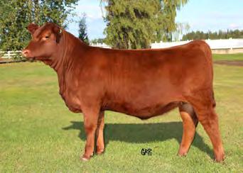 Red Moon s heifers are sired by Red Moon Dragon Slayer 10D, Red 3J One of a Kind A228, Red Ringstead