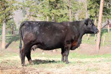 quality these females produce. PAK Rosebud 75A - of 123F. Carries the soundness and Angus breed characteristics of her dam and granddam.